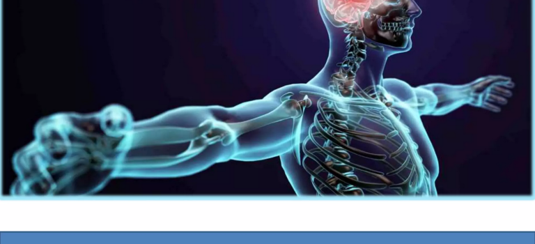 Body Systems And Their Functions