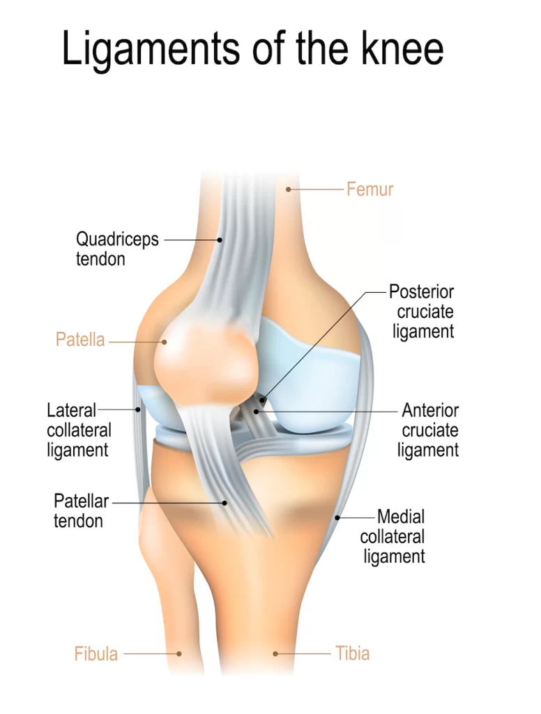 PCL, MCL, and LCL in Knee Stability